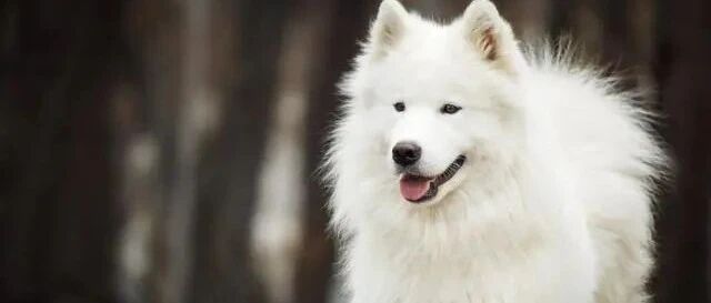 狗狗独自在外玩耍，身上还带着手机，主人：给它打电话它就会回家