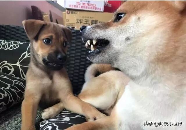 以为捡到田园犬，然而养5个月它的体型光速超越