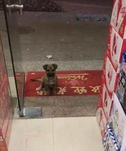暖心！超市老板喂流浪狗一次，第二天小家伙又带来一个惊喜