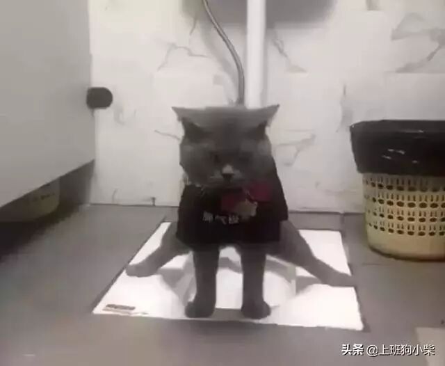 宠物猫在厕所上卫生间，姿势跟“劈叉”一样，这