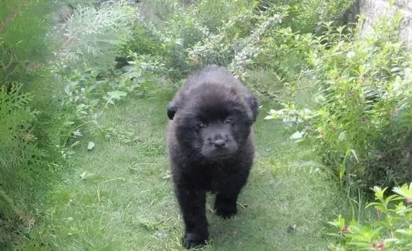 40KG黑狗越来越像熊，曾吠叫吓跑尼姑，饲主：是我们喂错食物了吗