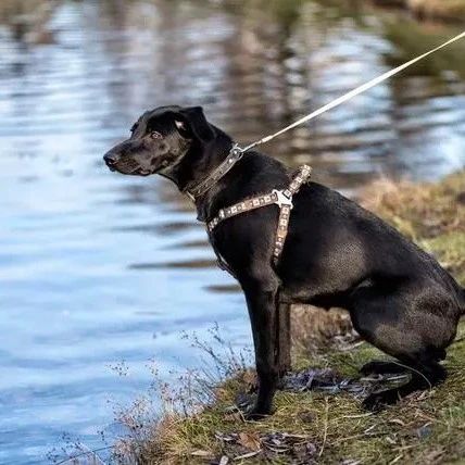 黑狗在河畔边行为诡异，引来路人关注，在河里救起81岁的老人