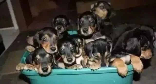 男子捡到一只怀孕母狗，因工作出差一个月后，回来后不淡定