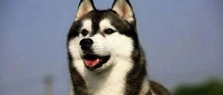 二哈不小心闯进“狼窝”，画风突变，主人：要被带偏