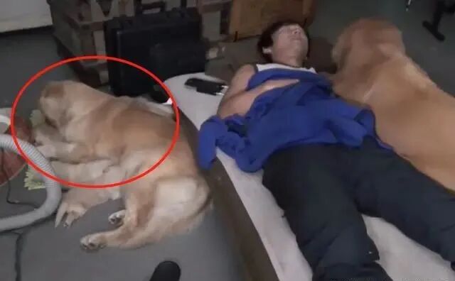 金毛生了一窝奶狗，主人却没地方睡了，狗爸行为很暖心啊