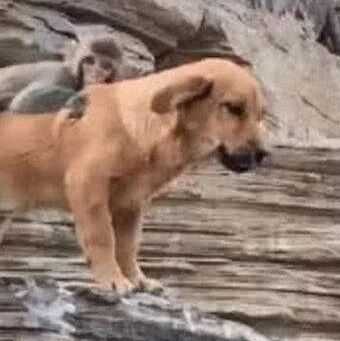 金毛恐高不敢下山，主人一个动作助力，金毛：上山容易下山难啊