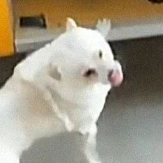 小白狗每天定时接送主人上学，还在班上混了眼熟，日常骗人养狗？