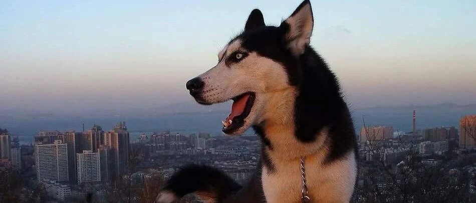 为消磨哈士奇精力，主人让哈士奇拉磨，哈士驴？