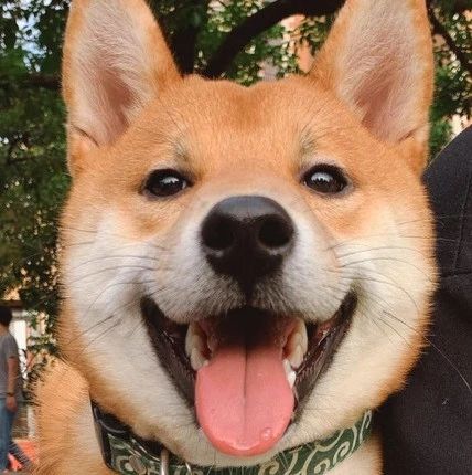 柴犬变“拆犬”，战绩让人怀疑它掺杂二哈基因！主人：想炖狗肉！