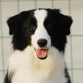 当边牧自己在家，厕所门被关上时...边牧：完了完了