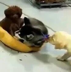 哈士奇强占泰迪狗窝，结果拉布拉多看不下去了，于是挺身而出