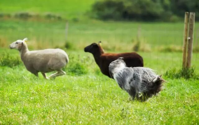 牧羊犬咬住老羊脖子，拖到主人面前，得知原因后主人哈哈大笑