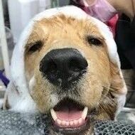 金毛逢水必跳，“泥沼出浴照”流出，铲屎官崩溃：裹粉了就油炸吧