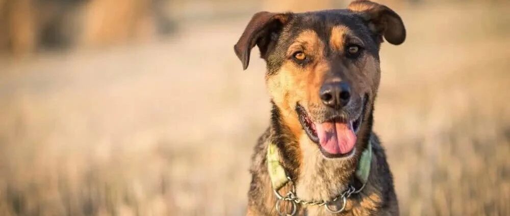 狗妈妈带小狗找上门，家犬懵了，狗狗：主人你听我解释！