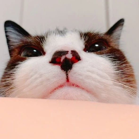 让人笑到飙泪的小猫咪“美德”大赏！猫：我真的会谢！