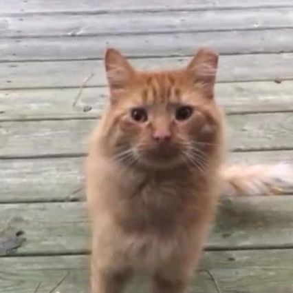 当原本不爱猫的小哥，遇到了一只极其不信任人类的流浪橘猫...