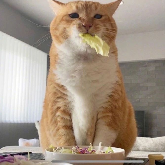 低情商猫：我饿了！高情商猫：铲屎的我这首空盆记是不是挺好听？
