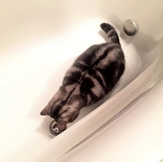 正纳闷家里的猫为啥一直盯着浴缸看，走近才发现它原来在......
