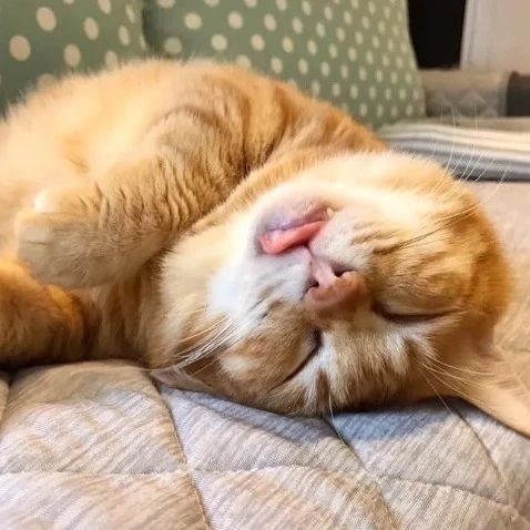 一只流浪大橘被收养5年后，在家里把自己睡成了“睡神猫”...