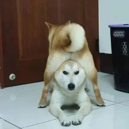 妹妹从小喜欢欺负哥哥，这天它竟然做出这样的举动，让主人忍不住笑出声！