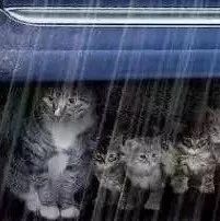 “暴雨过后，我经常喂的那只流浪猫再也不见了…”