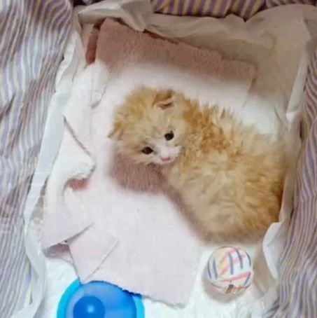 医生在雷神山医院捡到一只小橘猫，才一年就变成...哈哈哈笑喷！