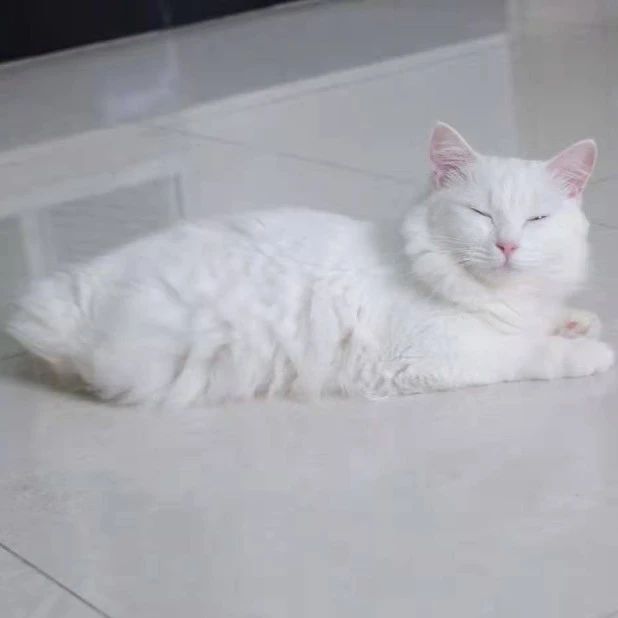 网友救下一只没了双腿和尾巴的流浪猫，一年后...美成维纳斯！
