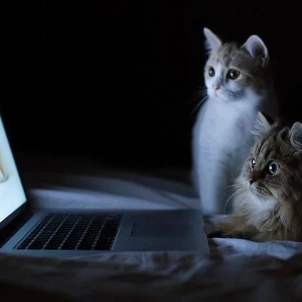 从前的猫 vs 现在的猫！看完已笑翻！