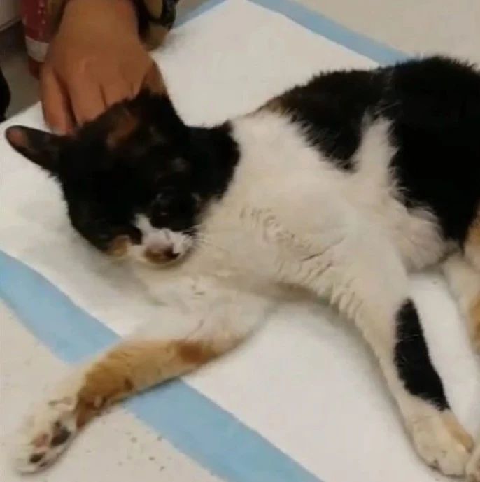 上海男子假装好心人领养流浪猫后，往猫体内扎了16根针，极度残忍虐猫！