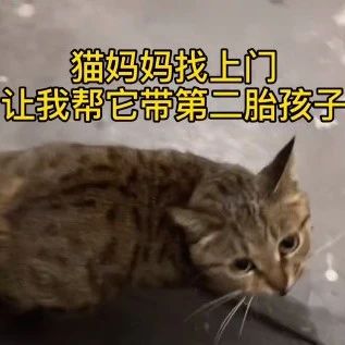 怀孕流浪猫临产前拼命爬9楼送二胎，网友：我就是传说中的接盘侠？！