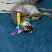 给猫买了自动逗猫棒，一开始它还挺爱玩，当它玩腻了后！