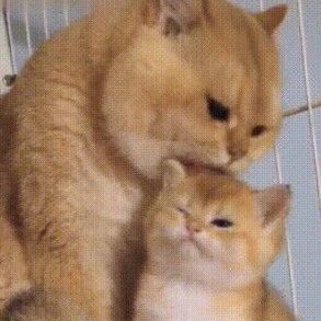 猛男必看！！小奶猫喝 nei nei