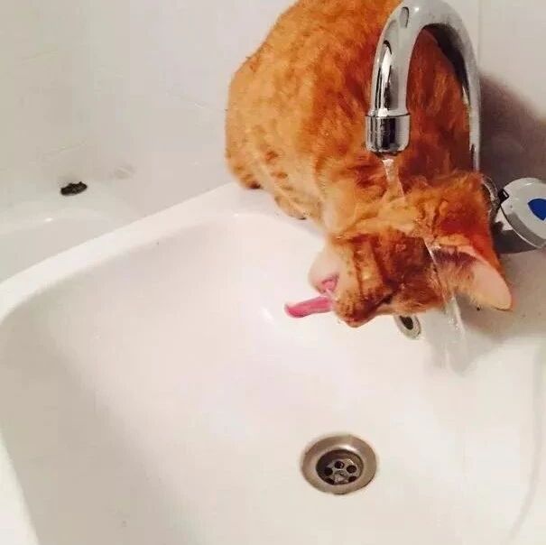 不瞒你说，我家的猫可能是个傻子…