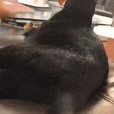 用箱子装着猫在地上拖着走，这迷惑行为把另一只猫都看懵了！