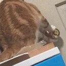 第一次吃冰激凌的猫猫