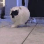 一只蝴蝶停在猫鼻子上，它不知所措，这反应好可爱！