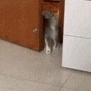 大概馋嘴的猫猫会比较聪明？