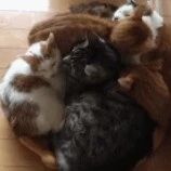 两猫在打架，底下猫用了连环拳，结果被对方这一招直接碾压！