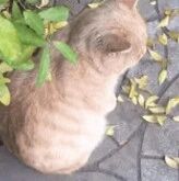 原来猫咪的小手手是这样揣的，忍不住多看了几遍！