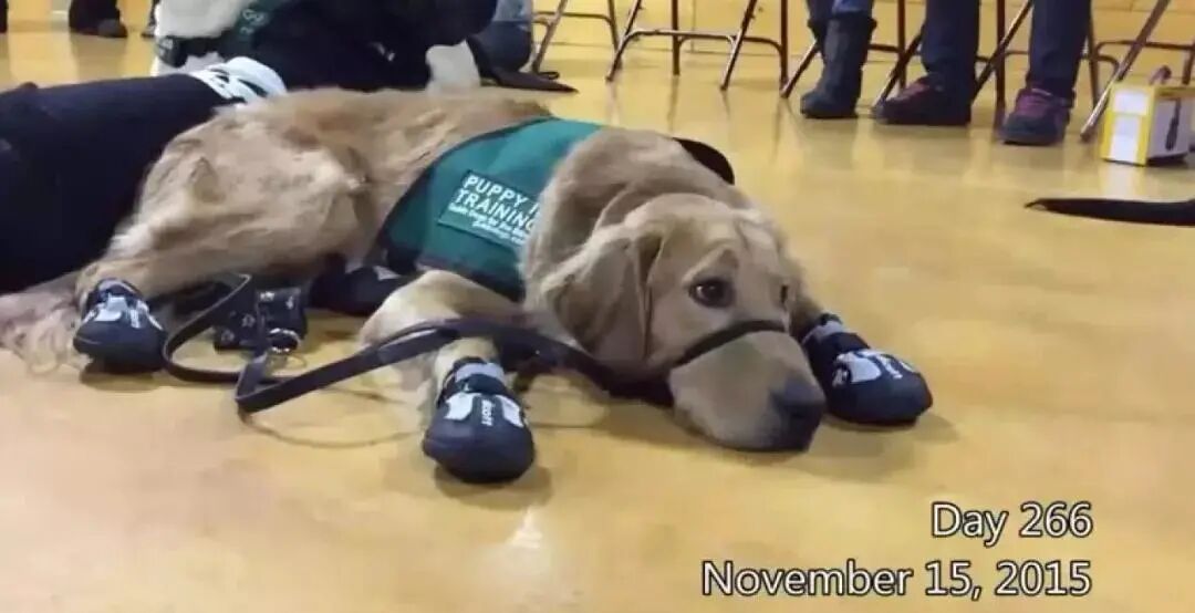 导盲犬因太贪玩被学校开除学籍后，竟成为网红吸粉无数！