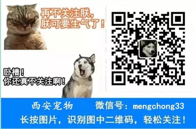 趴在怀孕麻麻肚子上休息,结果被小宝宝踢了一脚,狗狗一脸懵逼…