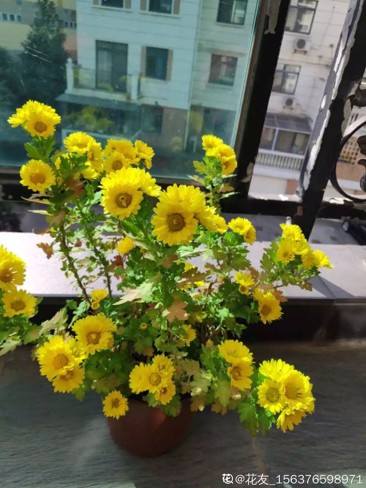 养花花草草是一种修行