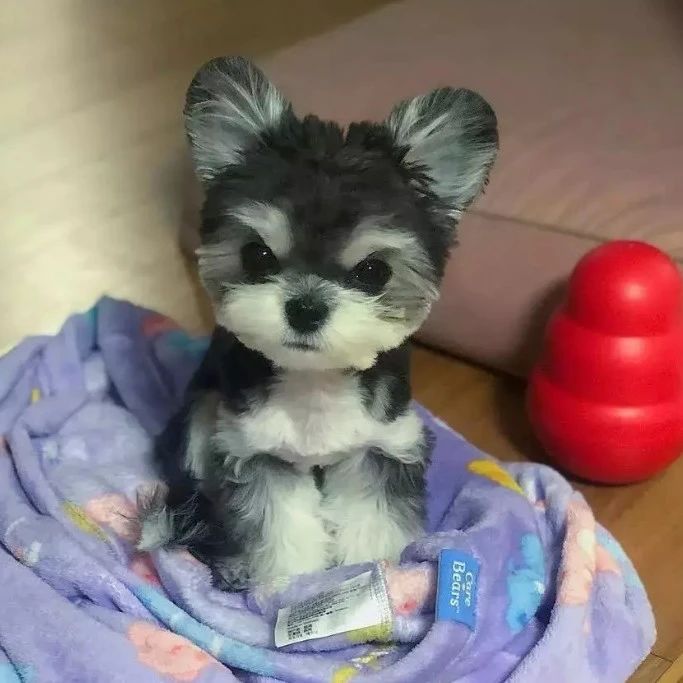 小狗因是“串串”被抛弃，孕妇养了半年后，有了20多万粉丝