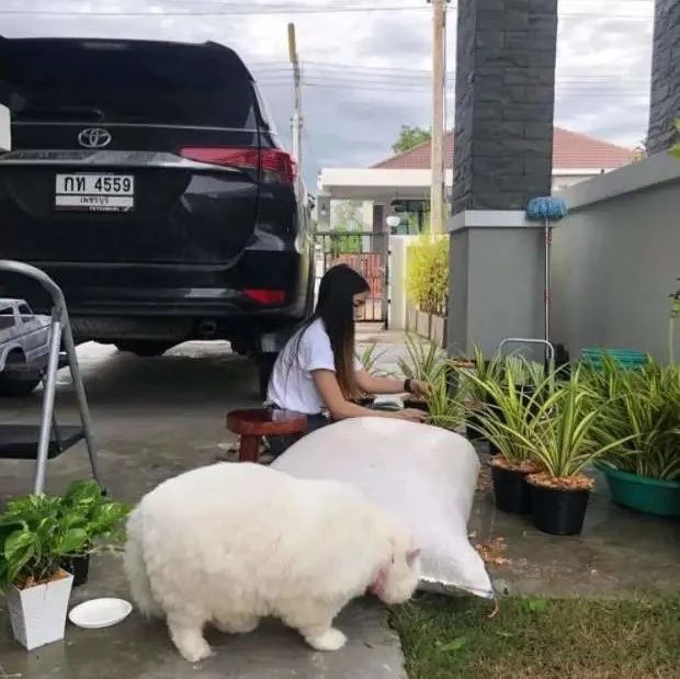 养了只绵羊？泰国“巨无霸白猫”体格比“肥料袋”还大，真罕见啊