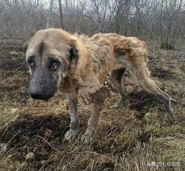 繁殖犬子宫掉落被遗弃，声带被割瘦到脱相，被救后需陪着才能入睡