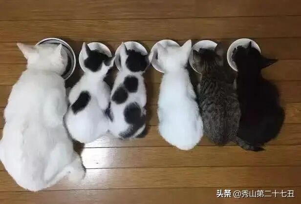 母猫外出不慎怀孕，2月后生了一堆，主人笑哭