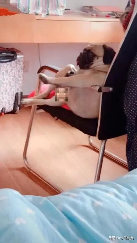 美女睡觉醒来，还以为眼花了，看到狗的坐姿有点懵