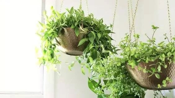 在阳台上种花的亲，快把花盆搬进屋吧220526