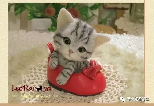 猫主子怀孕啦-怀孕期