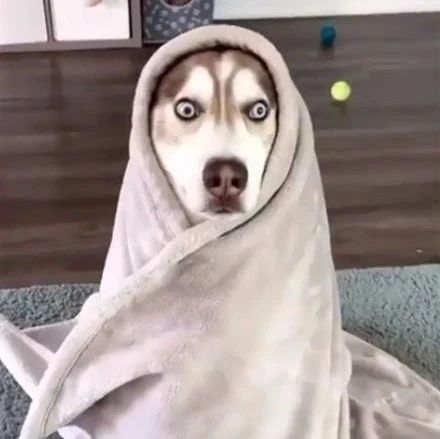网友给二哈盖了个毛巾，没想到狗子做出了超浮夸的表情，笑疯了！